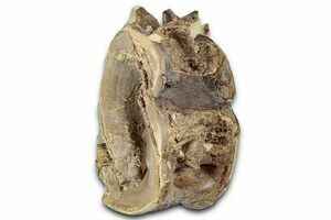 Rooted Tylosaurus Tooth - Smoky Hill Chalk, Kansas (#31433