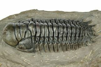 Detailed Crotalocephalina Trilobite - Atchana, Morocco #331022