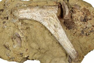 Hadrosaur Teeth and Bones in Sandstone - Wyoming #331107