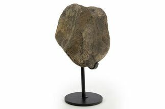 Fossil Ornithischian Dinosaur Vertebra with Metal Stand - Colorado #331110