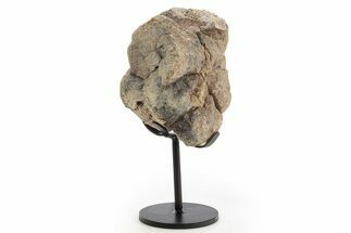 Fossil Ornithischian Dinosaur Vertebra with Metal Stand - Colorado #331111