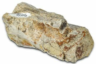 Ornithomimid (Struthiomimus) Vertebra Centrum - Montana #331248