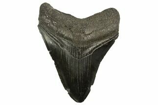 Fossil Megalodon Tooth - South Carolina #331500