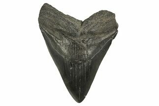 Fossil Megalodon Tooth - South Carolina #331522
