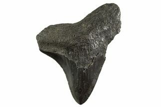 Serrated, Juvenile Megalodon Tooth - South Carolina #331459