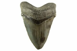 Serrated Angustidens Tooth - Megalodon Ancestor #331462
