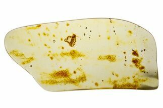 Polished Colombian Copal ( g) - Contains Termite! #331639