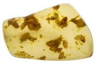 Polished Colombian Copal ( g) - Contains Termite! #331646