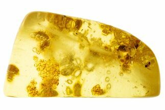 Polished Colombian Copal ( g) - Contains Millipede & Termites #331682