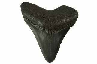 Juvenile Megalodon Tooth - South Carolina #332109