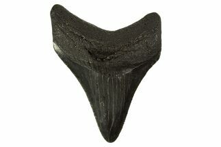 Serrated, Juvenile Megalodon Tooth - South Carolina #332113