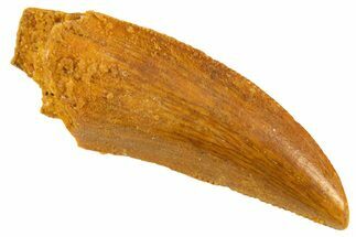 Serrated Raptor Tooth - Real Dinosaur Tooth #332146