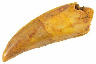 Serrated Raptor Tooth - Real Dinosaur Tooth #332149