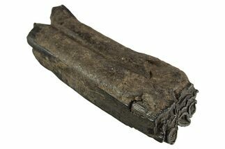 Pleistocene Aged Fossil Horse Tooth - South Carolina #332365