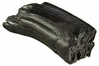 Pleistocene Aged Fossil Horse Tooth - South Carolina #332371