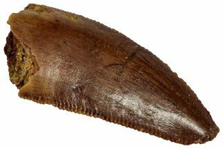 Serrated Raptor Tooth - Feeding Worn Tip #332196