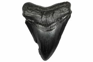 Serrated, Fossil Megalodon Tooth - South Carolina #332224