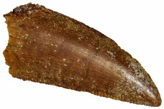 Serrated Raptor Tooth - Real Dinosaur Tooth #332239