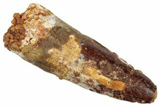 Fossil Spinosaurus Tooth - Real Dinosaur Tooth #331442