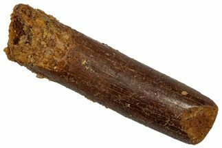 Unusual Sauropod Dinosaur (Nigersaurus?) Tooth - Morocco #332457