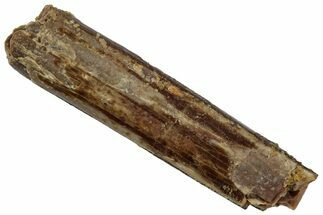 Fossil Sauropod Dinosaur (Rebbachisaurus) Tooth - Morocco #332461