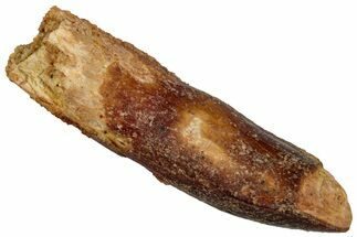 Fossil Sauropod Dinosaur (Titanosaur) Tooth - Morocco #332478
