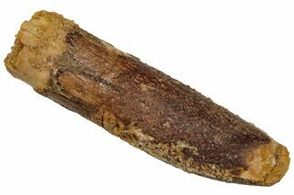 Fossil Sauropod Dinosaur (Titanosaur) Tooth - Morocco #332479