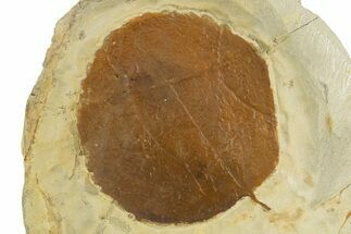Fossil Leaf (Zizyphoides) - Montana #331839