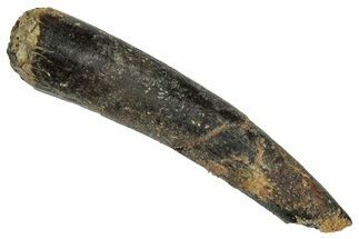 Bargain, Fossil Pterosaur (Siroccopteryx) Tooth - Morocco #332545