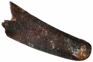 Fossil Pterosaur (Siroccopteryx) Tooth - Morocco #332554