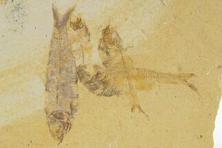 Plate of Four Fossil Fish (Diplomystus & Knightia) - Wyoming #331081