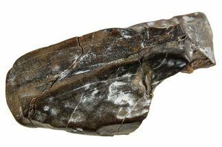 Fossil Dinosaur (Triceratops) Shed Tooth - Montana #332596