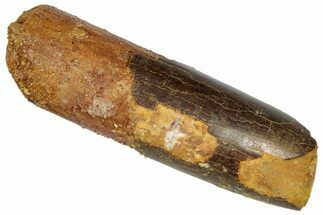 Cretaceous Fossil Sauropod Dinosaur Tooth - Morocco #332521