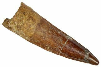 Fossil Spinosaurus Tooth - Real Dinosaur Tooth #331371