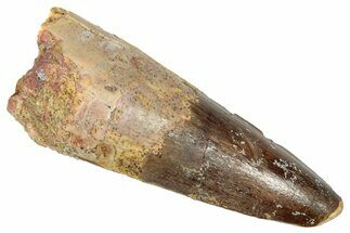 Fossil Spinosaurus Tooth - Real Dinosaur Tooth #331375