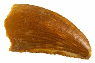 Serrated Raptor Tooth - Real Dinosaur Tooth #332426