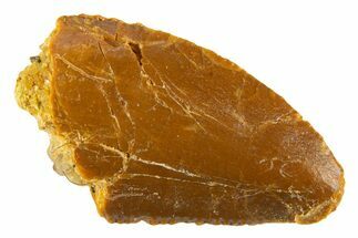 Bargain Raptor Tooth - Real Dinosaur Tooth #332437