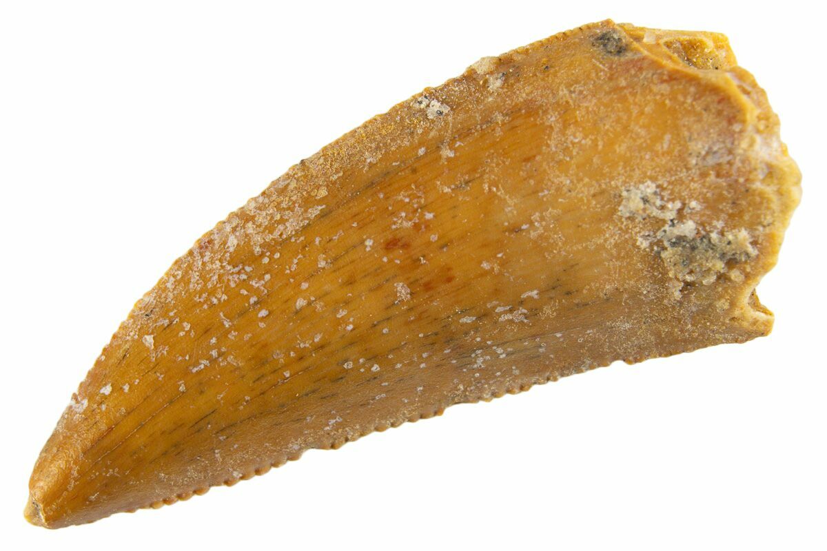 Serrated .88