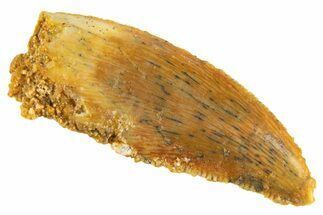Serrated Raptor Tooth - Real Dinosaur Tooth #332448