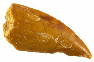 Serrated Raptor Tooth - Real Dinosaur Tooth #332452