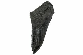Partial Fossil Megalodon Tooth - Serrated edge #331553