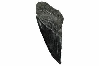 Partial Fossil Megalodon Tooth - Serrated edge #331554