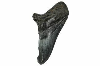 Partial Fossil Megalodon Tooth - South Carolina #331559