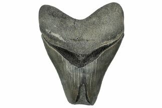 Serrated, Fossil Megalodon Tooth - Georgia #332853