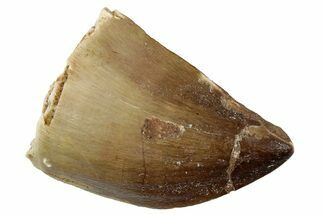 Fossil Mosasaur (Thalassotitan) Tooth - Morocco #333066