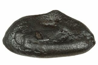 Fusion Crusted Sikhote-Alin Iron Meteorite ( g) - Russia #333110