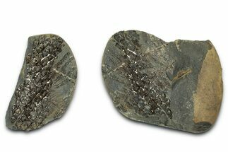 Pecopteris and Lepidodendron Nodule Pos/Neg - Mazon Creek #331715