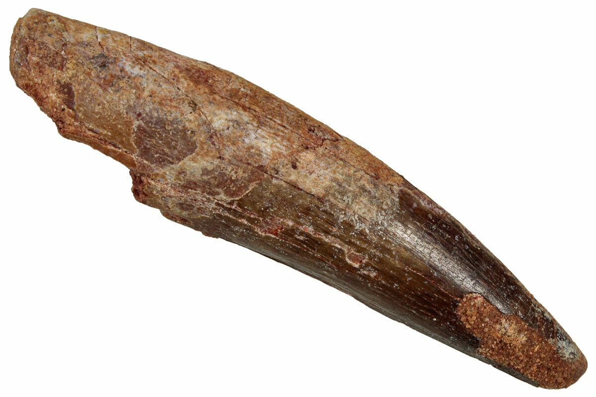 Fossil Spinosaurus Tooth Real Dinosaur Tooth