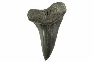 Fossil Broad-Toothed Mako Tooth - South Carolina #332397