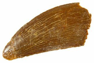 Bargain, Raptor Tooth - Restored Tip #332643